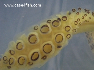 Foto Galerie/Cephalopoda/Loligo vulgaris_01/Loligo vulgaris_01_09_S.jpg